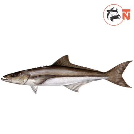 COBIA (MOTHA)