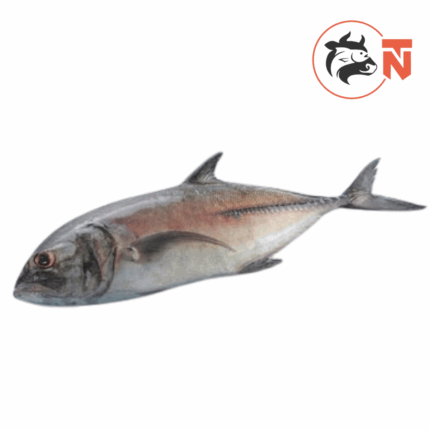 TREVALLY (Vatta)
