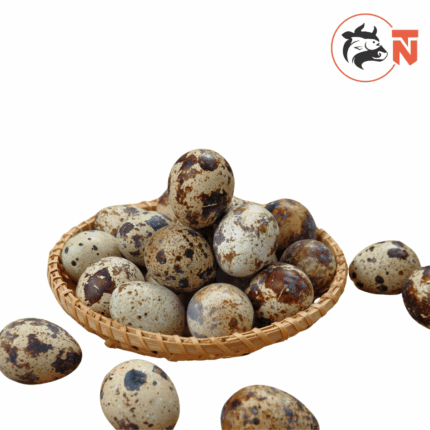 QUAIL EGG (12NOS/BOX)