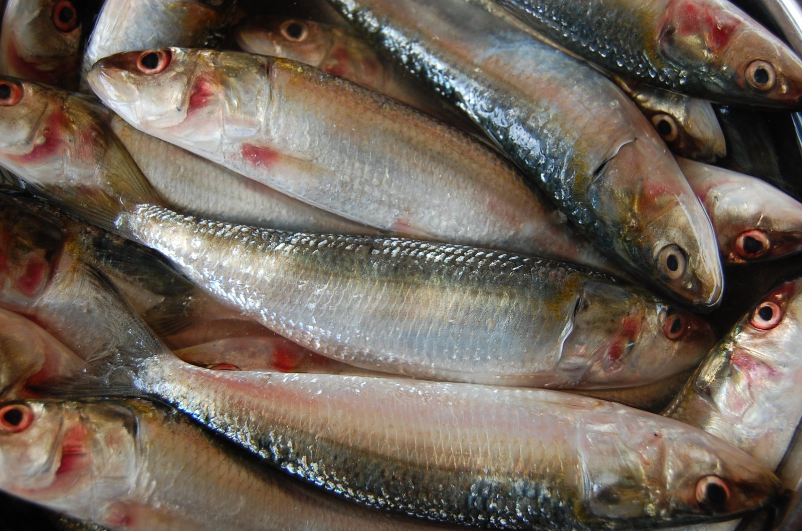 Indian_Oil_Sardine